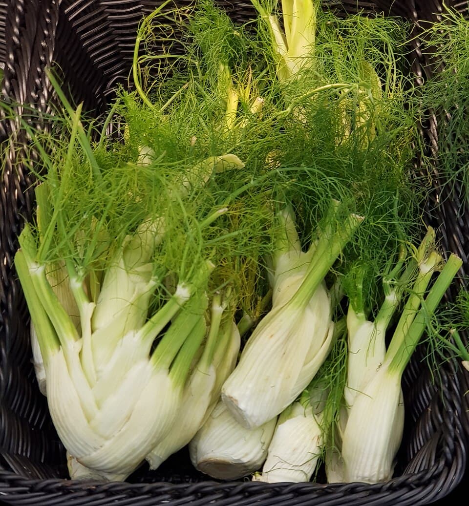 Florence Fennel