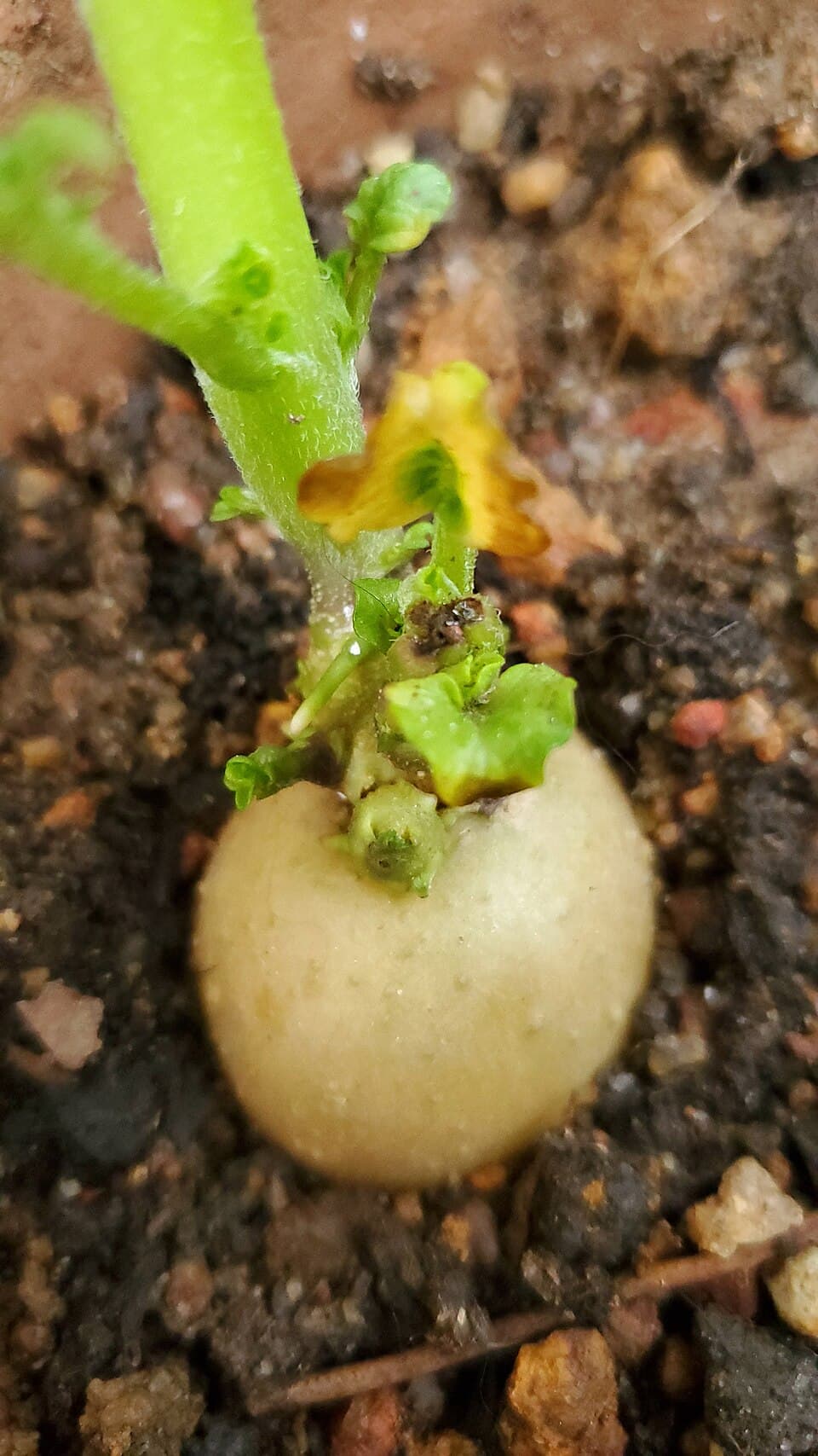 Potato