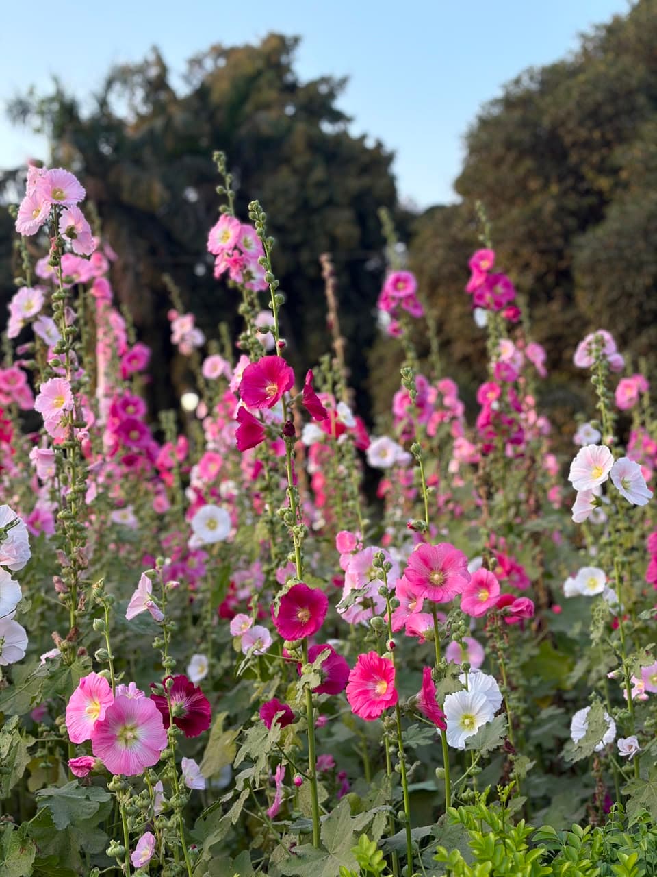 Hollyhock