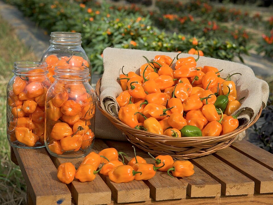 Habanero