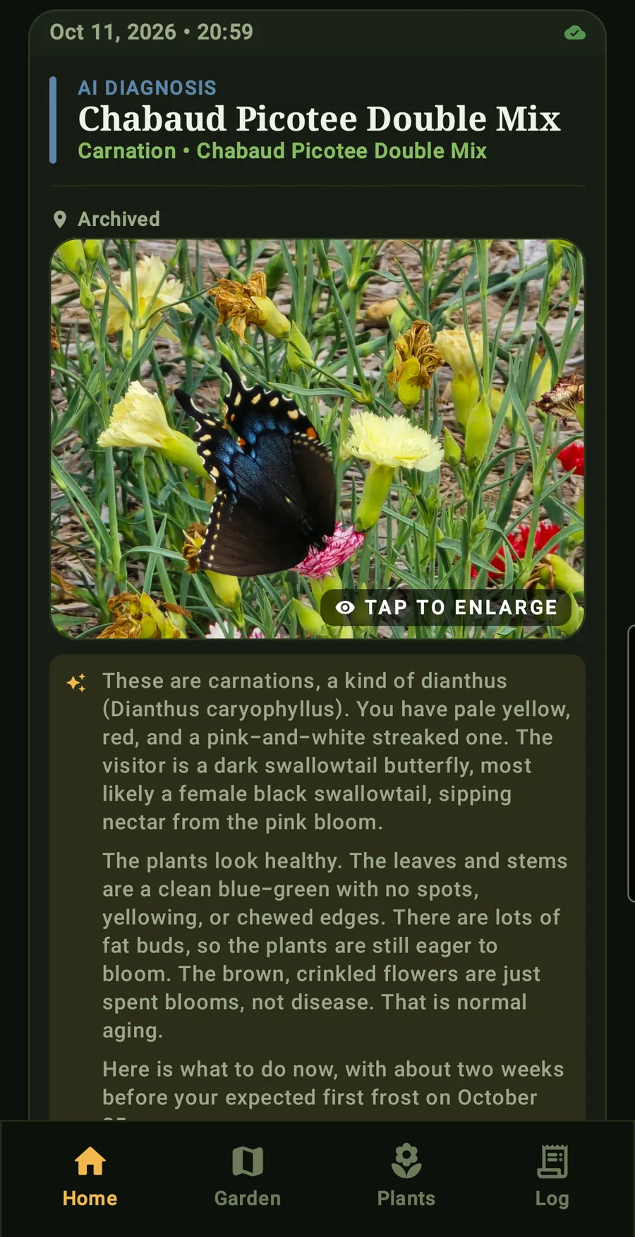 A photo check of carnations with a swallowtail butterfly: identified, judged healthy, and what to do before the first frost